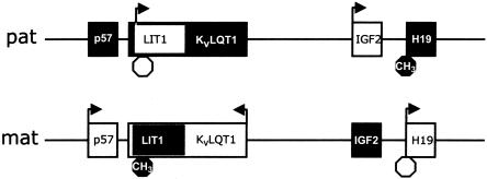 Figure  1