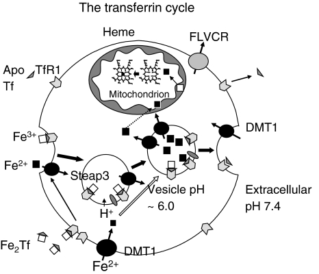 Fig. 3