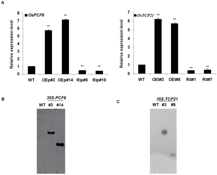 Figure 6