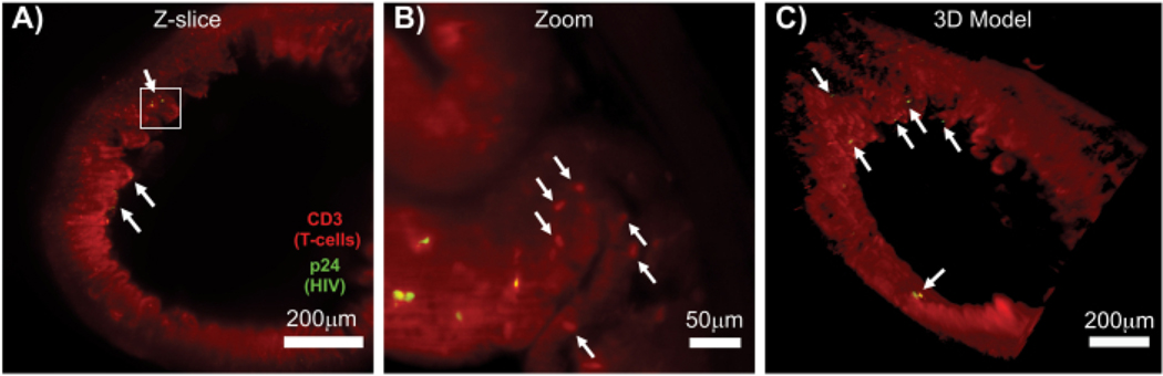 Figure 7: