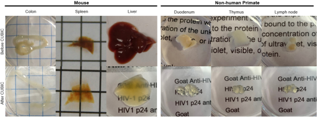 Figure 2: