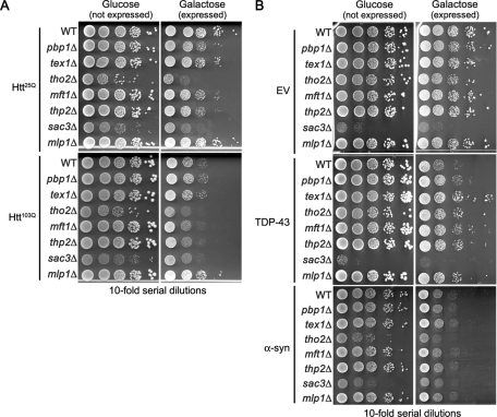 FIGURE 10: