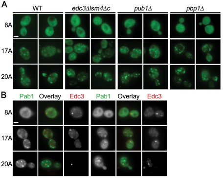 FIGURE 4: