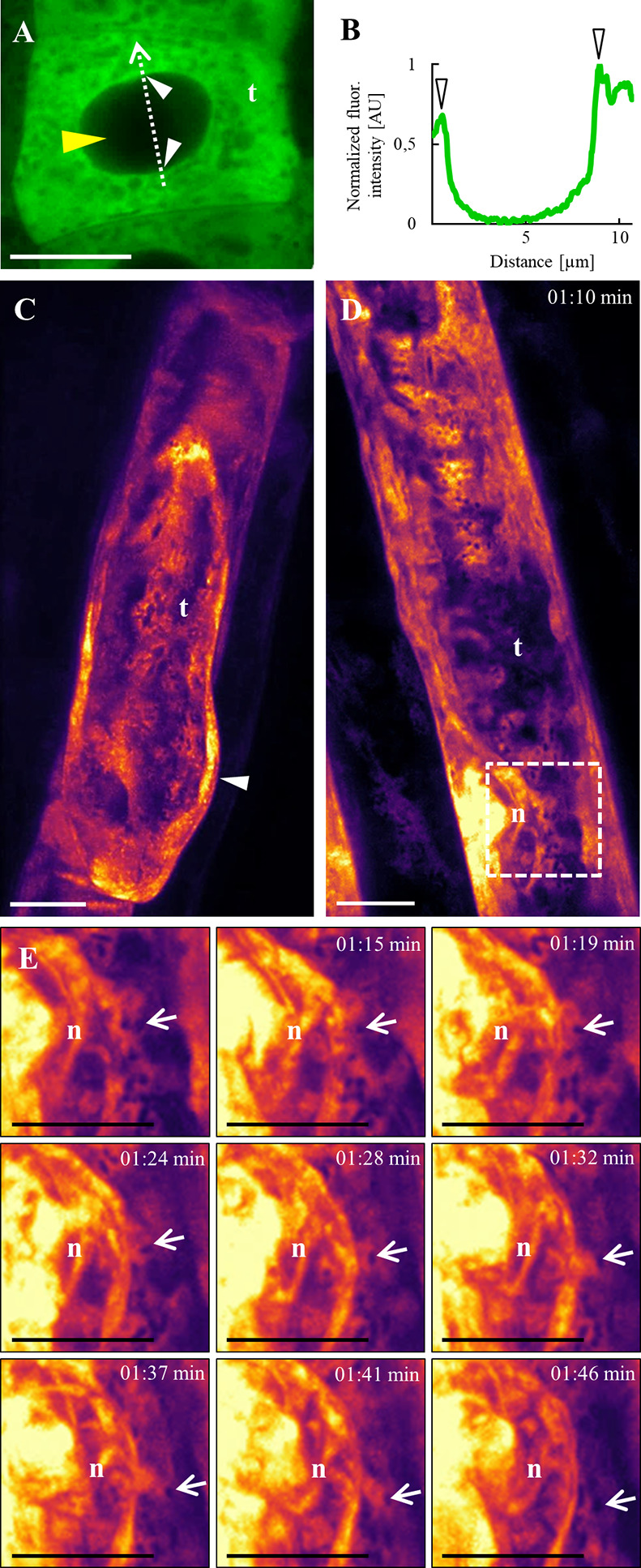 Figure 7