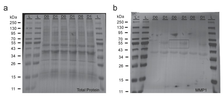 Figure 5—figure supplement 1.