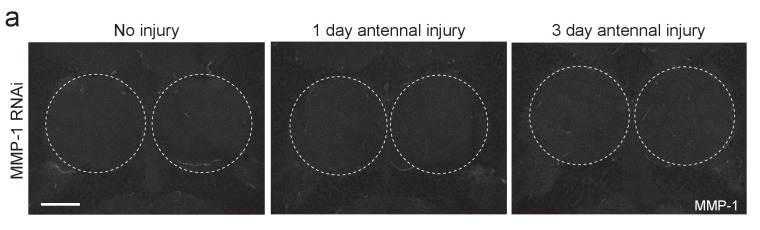 Figure 9—figure supplement 1.