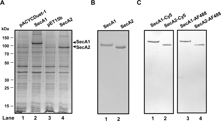 Fig 2