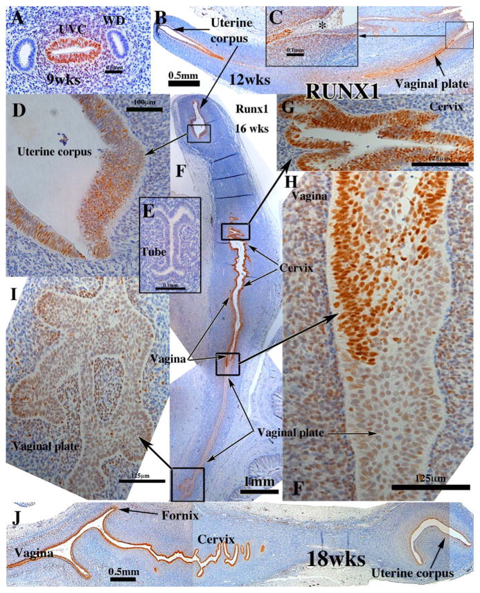 Fig. 10