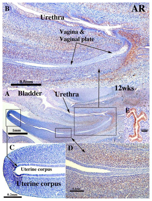 Fig. 15