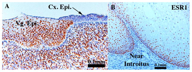 Fig. 13