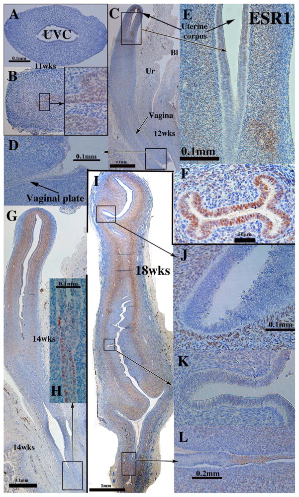 Fig. 12