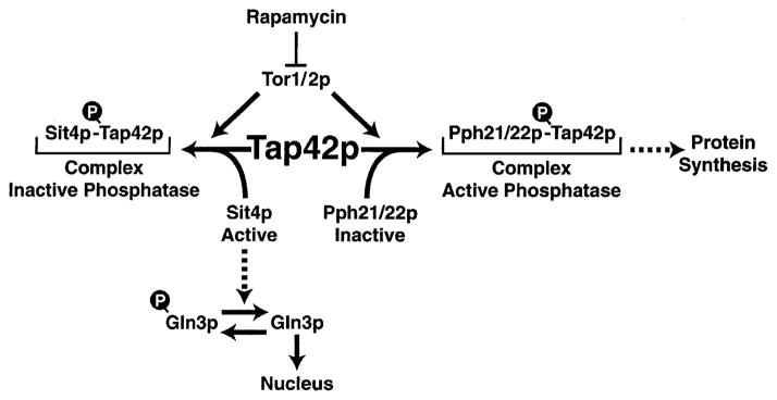 Fig. 16