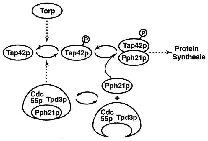 Fig. 15