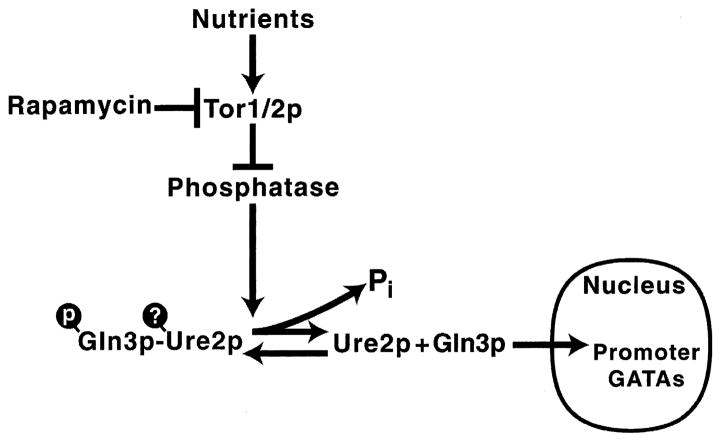 Fig. 12