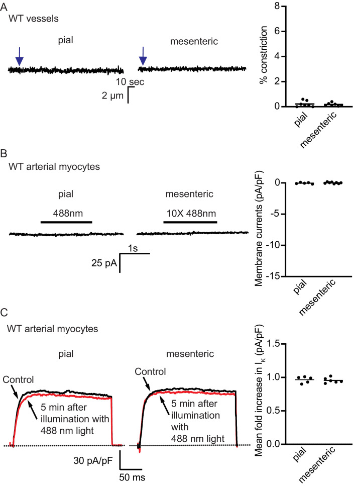 Figure 5—figure supplement 1.