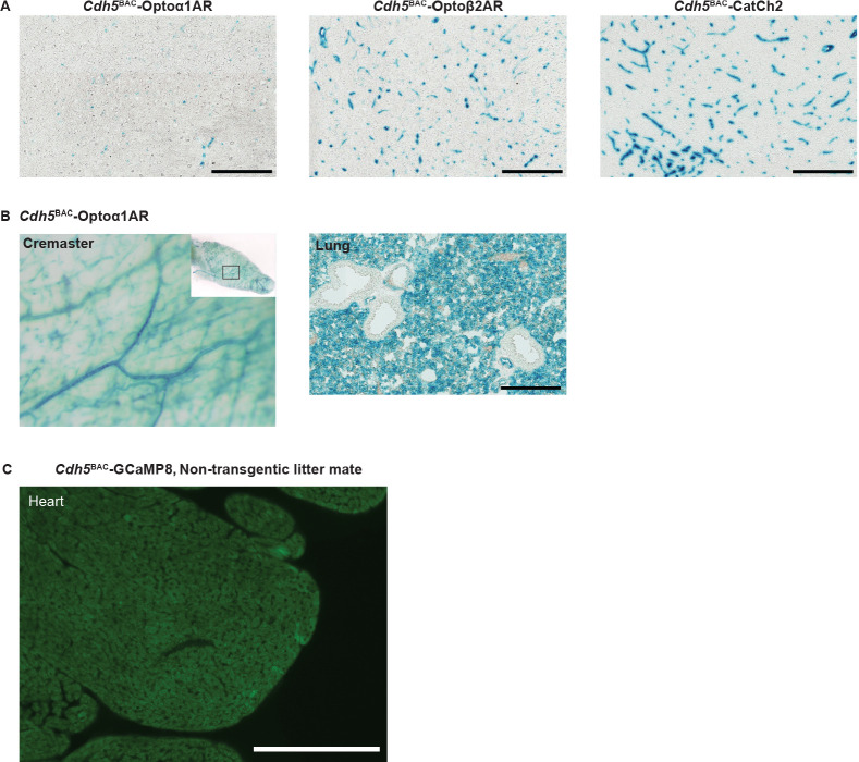 Figure 6—figure supplement 1.