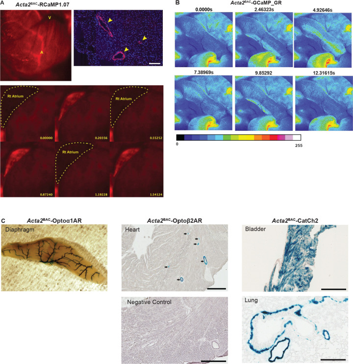 Figure 4—figure supplement 1.