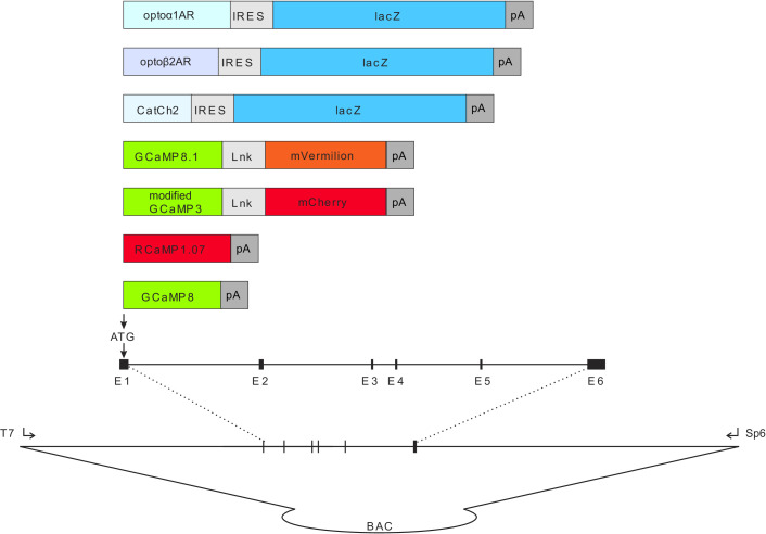 Figure 1—figure supplement 1.