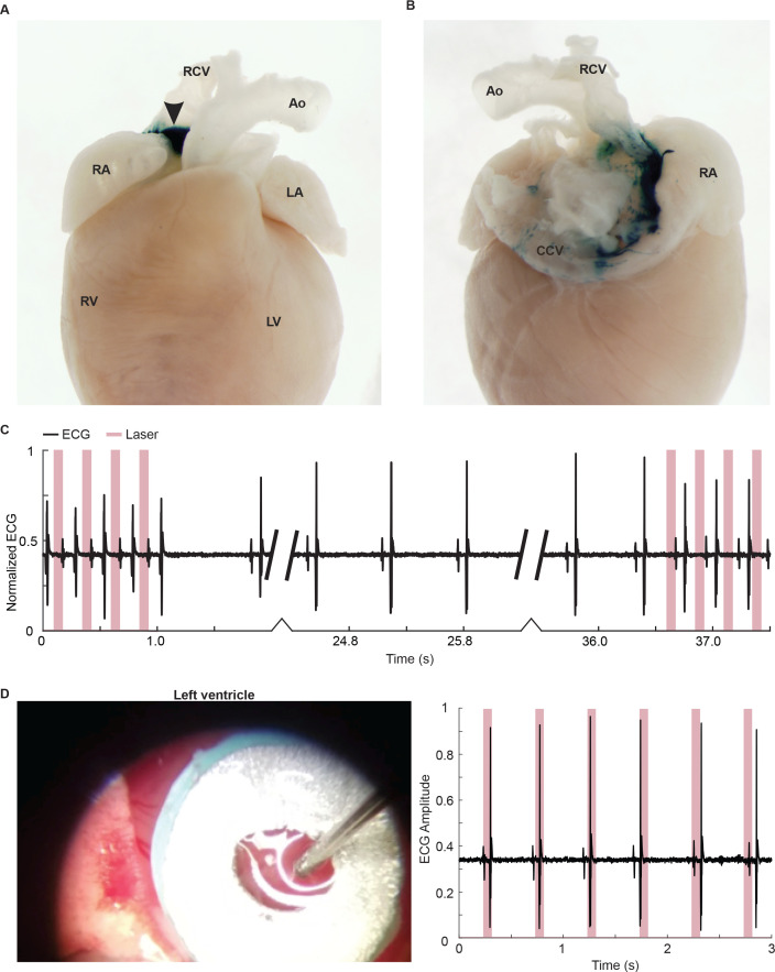 Figure 2—figure supplement 1.