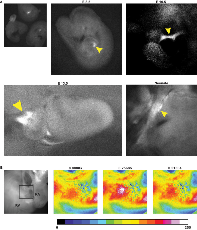 Figure 2—figure supplement 2.