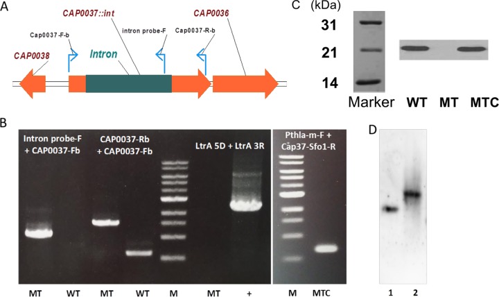 FIG 1 