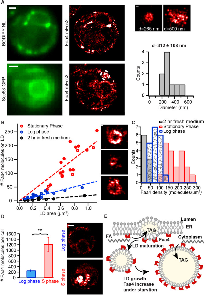 FIGURE 3: