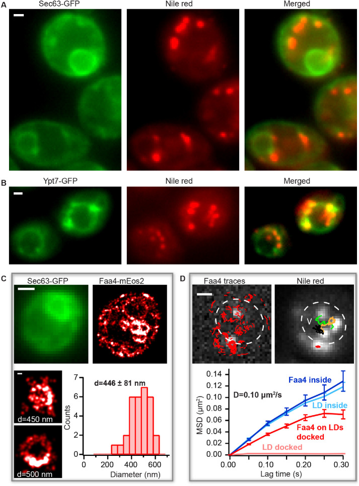 FIGURE 2: