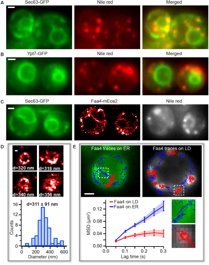 FIGURE 1: