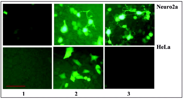 Optimization of the Tet-On System for Inducible Expression of RAGE - PMC