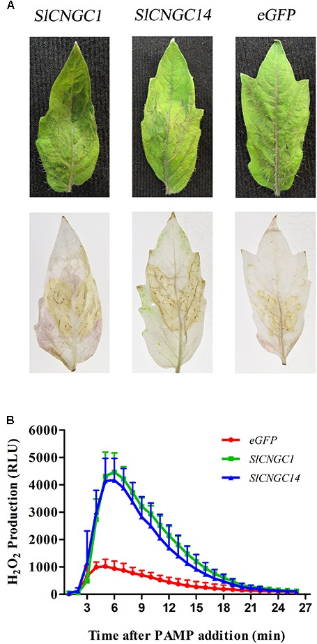 FIGURE 3