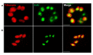 Figure 2—figure supplement 1.