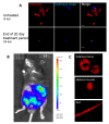 Figure 6—figure supplement 2.