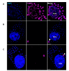 Figure 3—figure supplement 1.