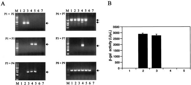 FIG. 2.