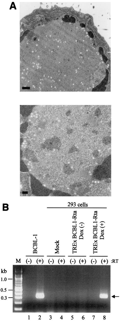 FIG. 8.