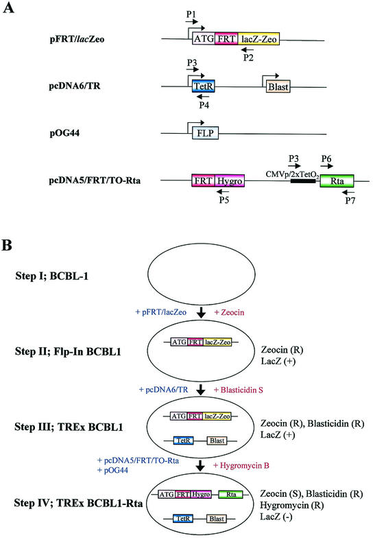 FIG. 1.