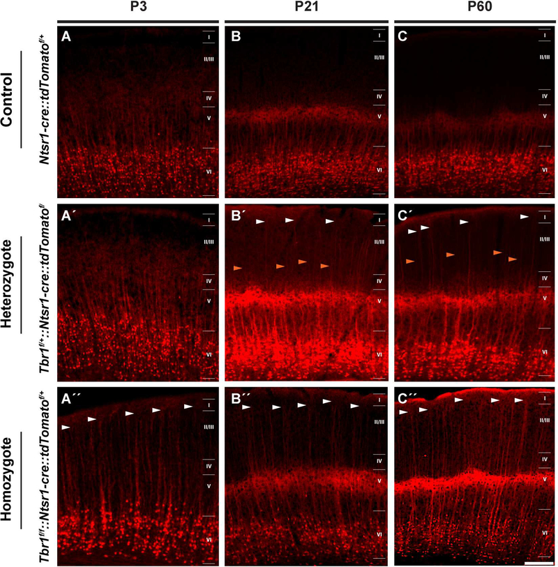 Figure 4: