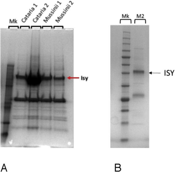 Fig. 4