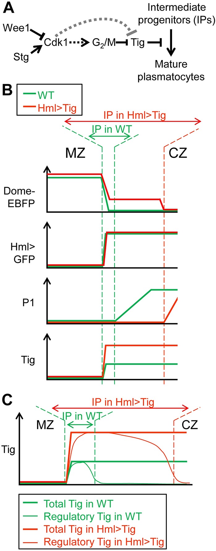 Fig. 11.