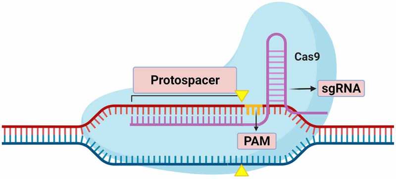 Figure 5.