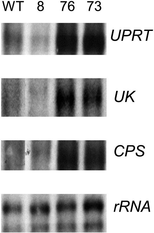 Figure 9.