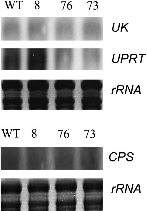 Figure 10.