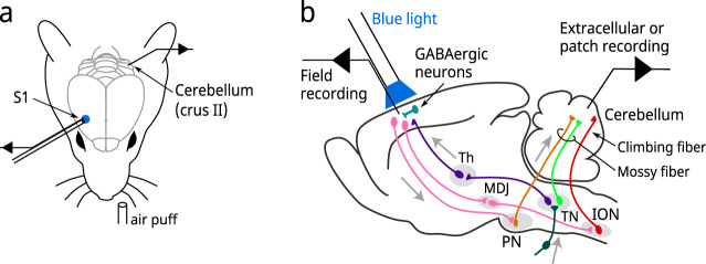 Fig. 1