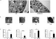 Figure 8—figure supplement 3.