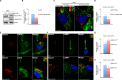 Figure 3—figure supplement 2.