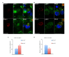 Figure 4—figure supplement 1.