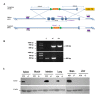 Figure 1—figure supplement 1.