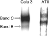 <b>Figure 9.</b>