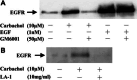 Fig. 4A,B.