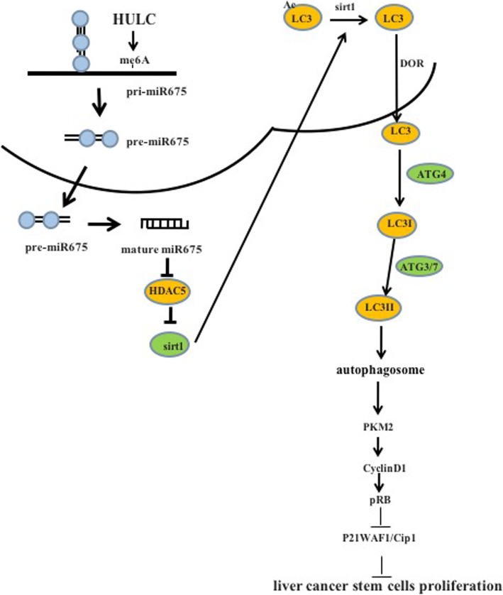 Fig. 8